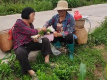 黄酮有什么功效,莓茶里的黄酮有什么作用