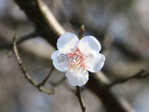 白梅花的功效和作用,白梅花的功效作用是什么