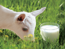 山羊奶护肤功效,山羊奶的美容功效