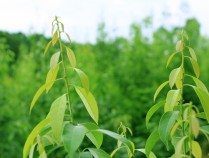 多穗石柯甜茶的功效,多穗石柯茶价格