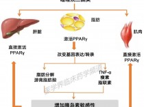 大黄降血糖的功效,大黄降血糖的功效与副作用