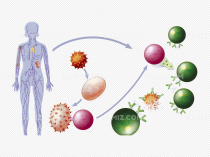 人体免疫的功效,人体免疫的组成和功能有哪些