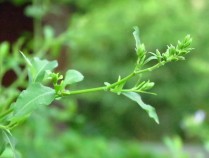 花丹清功效,花清丹的危害