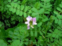 野麦豌豆的功效,野豌豆药材名