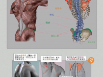 身体学位及功效,人身体的学位图