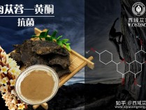 肉苁蓉片图片功效与作用,肉苁蓉片功效作用与主治