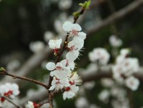 紫樱花功效,紫樱子的功效与作用